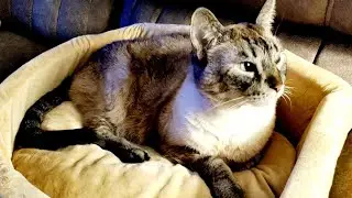 Tigger loves his new heated cat bed.