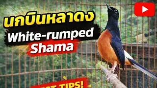 นกกางเขนดงของชาวอินโดนีเซีย #นกกางเขนดง #นกบินหลาดง 