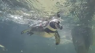 What&rsquo;s Next: Gal&aacute;pagos Islands at the Houston Zoo: Episode 4