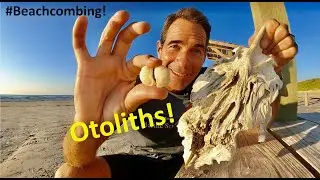#Beachcombing - Otoliths