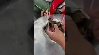 #steamed #snails