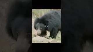 Bengal Tiger vs Indian Sloth Bear #shorts