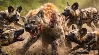 Painted Dogs: Africa&rsquo;s Most Successful Hunters | The Power of Teamwork in the Wild | painted dog