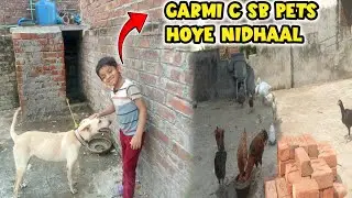 Sakht Garmi mei sb Pets hoye Nidhaal😫#walli #zulnoon #petvlogpakistan @numanspet