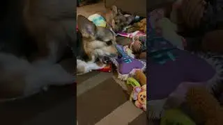 CORGI'S SEA OF TOYS