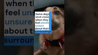 Dog Shadowing Behavior 🐕  Love, Anxiety, or Something Else #shorts #bellaandbuddy