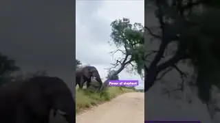 Elephant 🐘 uprooted big tree 🌴 #shortvideo #shortsfeed #shorts #elephant #trees #foryou #trending