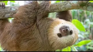 The Hoffmann's Two-Toed Sloth