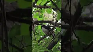 Beautiful magpie on a branch/Красивая сорока на ветке #birds #magpie #wildlife #birdsounds #magpies