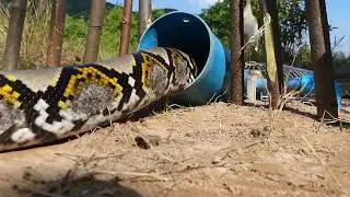 Primitive Technology: Build Deep Hole Underground Python Trap Using Blue Pipe Cardboard Work 100%