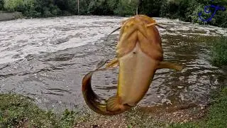 Flooded Spillway Fishing - Quest Ep. 14: Yellow Bullhead (Ameiurus natalis)