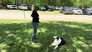 Live Dog Demo for Foothills Humane Society
