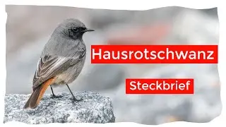 Hausrotschwanz Steckbrief | Ornithologie für Anfänger
