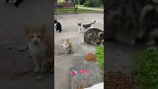 День кормления кошек в парке. #милыйкот #милый #котенок #милыекошки #любовькбездомнымкошкам #люби...