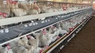 Poultry Farming Business in a Pakistan | Layer Chicks | Hen Farming | Layer Farming | Part 56