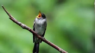 Eastern Wood Pewee