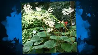 Бегония вьюнковая (Begonia convolvulacea)