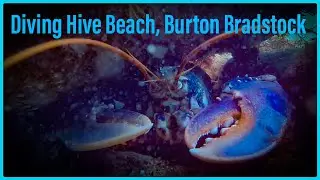 Diving  Hive Beach, Burton  Bradstock- Face to Face with Large Lobster