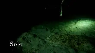 guernsey spearfishing at night 2017