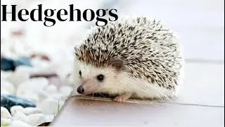 Hedgehogs: A Beginner's Guide!