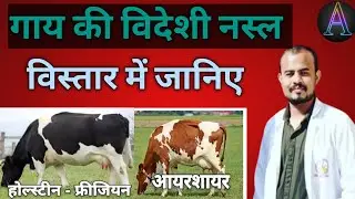 गाय की विदेशी नस्ल / exotic breed of cattle/ veterinary/ AVFO/ Parvat Nigwal/ayushman online classes