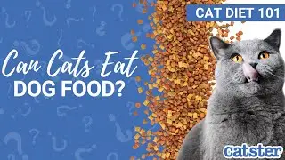 Can Cats Eat Dog Food? Vet explains!