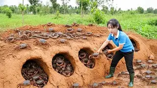 Capturei um Bando de Caranguejos-de-Pedra Gigantes na Floresta e Levei ao Mercado – Culinária Rural