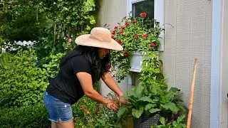 Looking at Dahlias, Snail Vines & Standard Hydrangeas #gardenlife #gardener