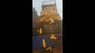 2 rows mini corn harvester 2021 small maize picker harvesting in the farmland