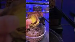 🛖 How to Setup the PERFECT Enclosure for Davus Pentaloris Tarantula 🛖