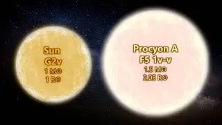 STOCK FOOTAGE procyon size comparison
