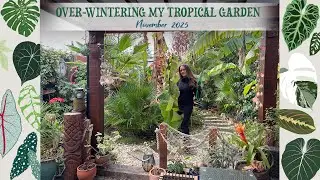 Настало это время года! Готовлю свой тропический сад к зиме до снега! ❄️🌴