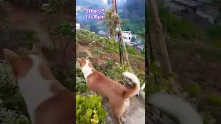 #viralshorts#comedy#dog#fun #labrador#dance#love#cute#pets #luxury#diy#design#animals#games#kids#car