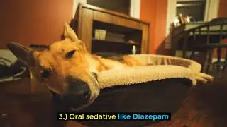 Sedative Dentistry Eases Fear of Dentist