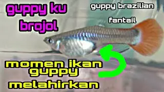 ikan guppy melahirkan || give birth baby guppy