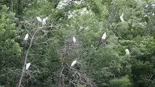 Flock of Great Egrets tree roosting preparing for communal roost, picking branches and cliques.