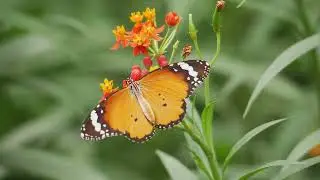 Bella the Butterfly&rsquo;s Fluttering Song