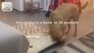 Funny dog burying a bone.