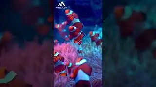 Fish and Coral Reefs: A Vital Underwater Partnership 🌊🐠🪸