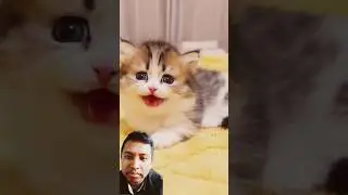 @LilyJoy777 cute kitten 😻💖 #cat #kitten #cute #meow