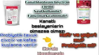 #Probiyotikkullanımı #diazem Kanatlılarda probiyotik ne işe yarar kullanmak gerekir mi? ne işe yara