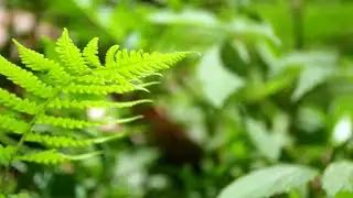 Soft Healing Playlist with Classical Ensemble | Stress Relief and Deep Relax 🌷