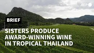 One vine day: Sisters produce award-winning wine in tropical Thailand | AFP