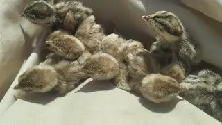 #tee#birds #teetar #birds #teetar