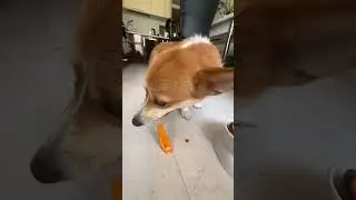 dinner #funnycorgis