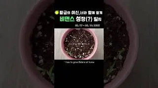 #비덴스,바이덴스 키우기,비덴스 씨앗 심기,how to grow bidens from seed,#식집사, #gardening,#plant healing,#bidens