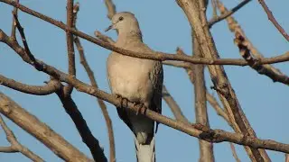 Eurasian Collared Dove. 