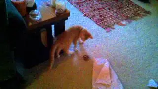 Milo and his first tart lol