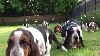 Basset Puppies Run