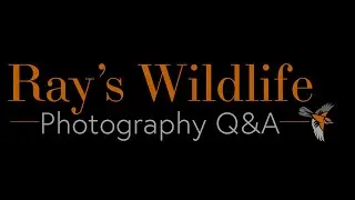 Wildlife Q&A - Aperture Priority vs. Manual